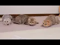 Download Lagu This kitten is so cute as he tries so hard to help his owner!