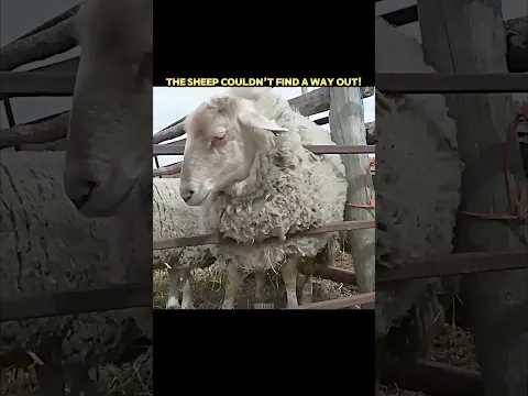 This Sheep Got Stuck... But This SMART Deer Escaped! #trending #animals #wildlife #youtubeshorts