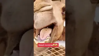 الجمل بقول صباح الخير 