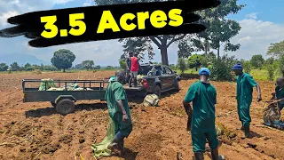 The Seller Planted on MY LAND....So I covered it in Manure💩