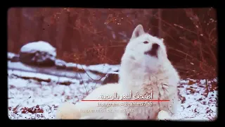 حالات واتس اب ذئب انزلو الوصف 