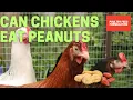 Can Chickens Eat Peanuts