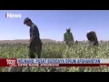 Download Lagu Hapus Produksi Heroin di Afghanistan, Penguasa Taliban Larang Penanaman Opium #iNewsPagi 03/06