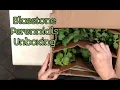 Bluestone Perennials Mum Order Emerald Coast Gardening