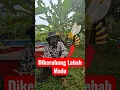 Download Lagu Omringd door honingbijen 🍯 #honingbijenhouden #gezondebijenhoning #natuurlijkpurehoning