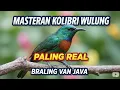 Download Lagu Masteran Kolibri Wulung Tanpa Iklan,j Jernih cepat masuk