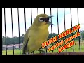 Download Lagu pleci ngalas Ngotot penuh emosi || pancingan pleci.