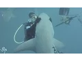 Shark Demands Hugs Whenever She Sees Her Diver Friends