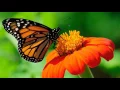 Ovvondrai Song from Movie Jeeva - Karthik