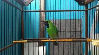 cucak ijo tembakan kasar dan rapat 