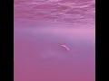 where is my mind (slowed + reverb) (piano Version)