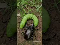 Download Lagu beetles and caterpillars 🥶🥶🐛 😂 #insects