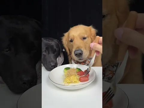 The Leftovers Are Under Investigation. Labrador and Golden. Cute Pet Debut Plan