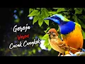Download Lagu MASTERAN GEREJA TARUNG KOMBINASI CUCAK CUNGKOK