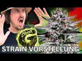 G Breath by Good Genetix Strain Description Strain Report Autoflower Hybrid
