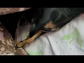 Olha a folga,na minha cama kkkk Cora ❤️.