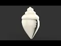how to model conch shell in 3d maya