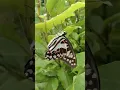 Download Lagu Butterfly #status #whatsapp #whatsappstatus #butterfly