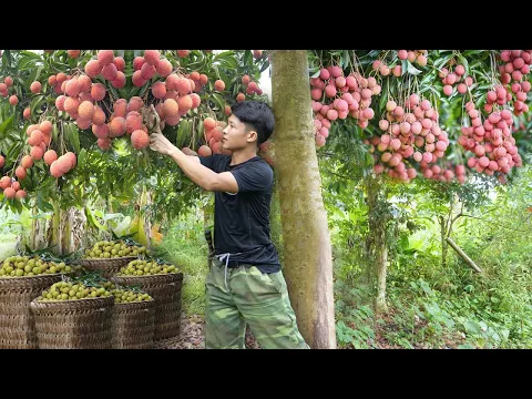 Download MP3 2 Years Alone in Forest. Harvesting Big Lychees fruit to market sell. Thanh Trieu TV