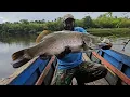 Download Lagu Amazing..! Fishing got giant barramundi