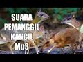 Download Lagu kasih Suara ini Dijamin Si Kancil Auto Nyambar mendekat