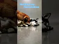 Download Lagu Dogs know how to love #dog #dogs