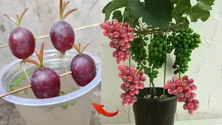 Download Best Skills how to grow Grape tree from grape fruit in water MP3