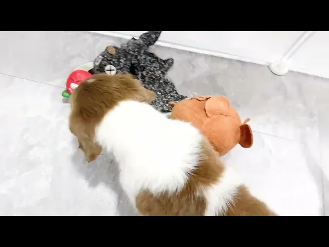 動画