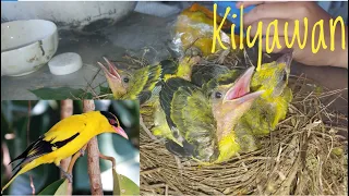 Download Feeding KILYAWAN BIRDS or BLACK NAPED ORIOLE - Galing sa BATANGAS MP3