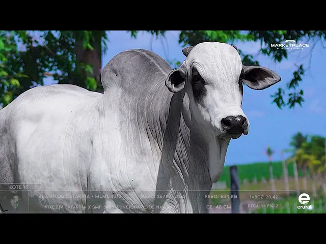 Touro Nelore MLML - 1010