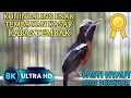 Download Lagu KOLIBRI NINJA GACOR FULL ISIAN KAPAS TEMBAK TERBAIK