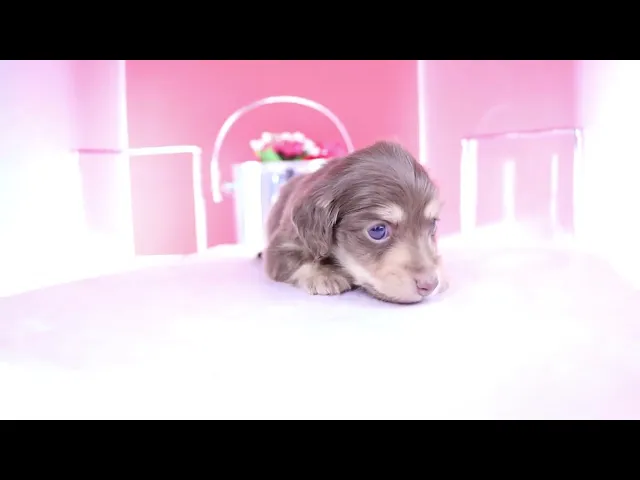 動画
