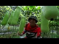 Download Lagu SABAY SABAY NA ANG HARVEST