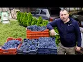 Homemade Wine from homemade Grapes Food and Drinks by GEORGY KAVKAZ