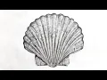 How to draw a seashell with pencil step by step Texture Drawing
