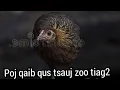 Download Lagu tiếng gà mái rừng kêu cục tác gọi trống 🔥🔥 poj qaib qus tsauj zoo tiag2 dib tuaj zoo heev