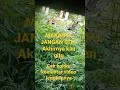 Download Lagu Makanya jangan di semak sema #shorts #short #semak  #shortvideo  #pacaran