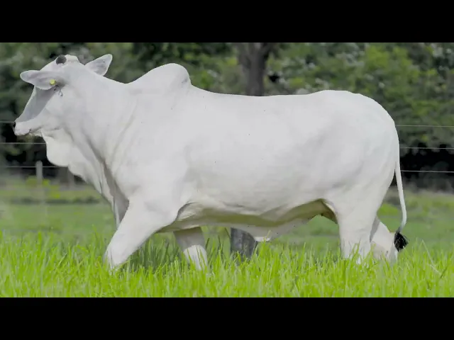 Novilha Nelore LSA - 1756