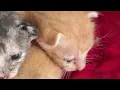 Download Lagu 😭 (Orphaned Kittens: The Pain of Losing Mother 😭)