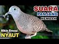 Download Lagu Perkutut Lokal Gacor Suara Paling Ampuh Untuk Pancingan Burung Perkutut Agar Bunyi.