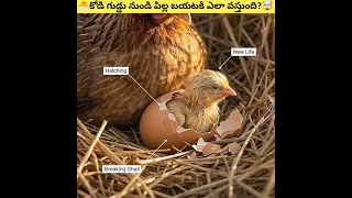 🚨కోడి గుడ్డులో పిల్ల జీవితం ఎలా ఉంటుంది?🤯 || #shorts #trending #viralshorts
