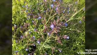 لسانك لا تذكر عورة إمرئ 