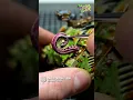 How to paint Tentacles