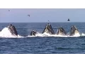 Download Lagu Best of Whale Watching, Monterey California as of 7.16.2016