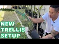 How To Plant Dragon Fruit Cuttings In A Tomato Trellis