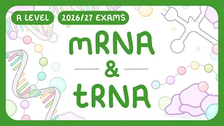 A-Level Biology - mRNA tRNA Messenger RNA Transfer RNA