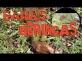 Download Lagu BERBURU GARANGAN | garangan GANAS , BERINGAS , dan KUAT // pest control
