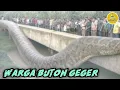 Download Lagu WARGA BUTON CURIGA KENAPA ADA ULAR PERUTNYA TERLALU BESAR | HAL MENGHEBOHKAN MINGU INI