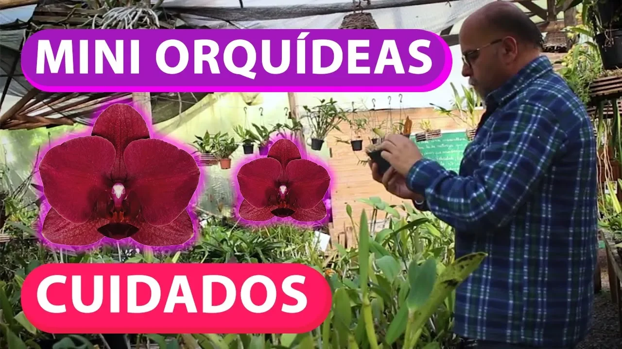 MINI ORQUÍDEAS COMO CUIDAR CORRETAMENTE
