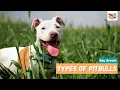 Types of Pitbulls A Complete Guide To All the Pitbull Dog Breeds